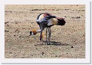 07IntoNgorongoro - 085 * Grey Crowned Crane.